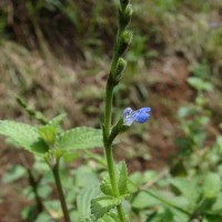 Salvia misella Kunth